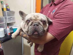 Shelter Stray Male Dog last seen , 5821 Sweetwater Rd, Bonita, CA 91902, USA