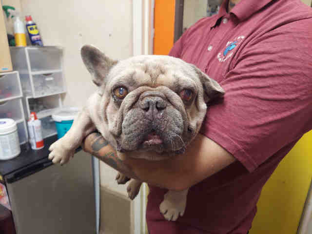 Shelter Stray Male Dog last seen , 5821 Sweetwater Rd, Bonita, CA 91902, USA