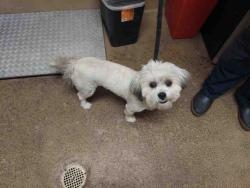 Shelter Stray Male Dog last seen , 5821 Sweetwater Rd, Bonita, CA 91902, USA