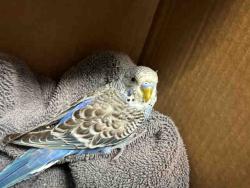 Shelter Stray Unknown Bird last seen , 5821 Sweetwater Rd, Bonita, CA 91902, USA