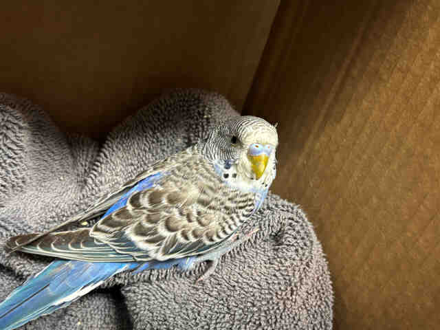 Shelter Stray Unknown Bird last seen , 5821 Sweetwater Rd, Bonita, CA 91902, USA