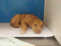 Shelter Stray Female Dog last seen , 5821 Sweetwater Rd, Bonita, CA 91902, USA