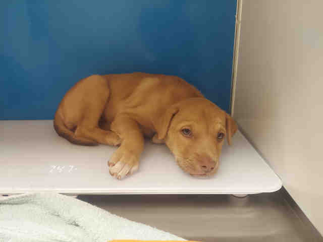 Shelter Stray Female Dog last seen , 5821 Sweetwater Rd, Bonita, CA 91902, USA