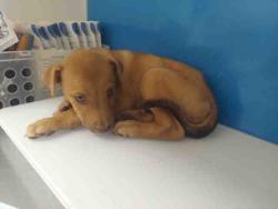 Shelter Stray Female Dog last seen , 5821 Sweetwater Rd, Bonita, CA 91902, USA