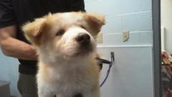 Shelter Stray Male Dog last seen CHARLOTTE, 8315 Byrum Dr, Charlotte, NC 28217, USA