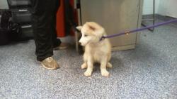 Shelter Stray Female Dog last seen CHARLOTTE, 8315 Byrum Dr, Charlotte, NC 28217, USA