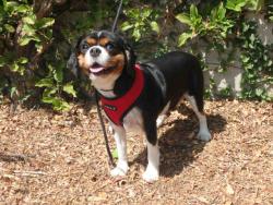 Shelter Stray Female Dog last seen , 14409 Vanowen St, Van Nuys, CA 91405, USA