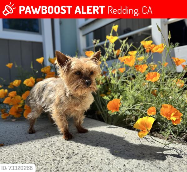 Lost Female Dog last seen Dove St, Redding, CA 96001
