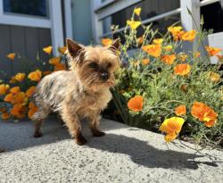 Lost Female Dog last seen Dove St, Redding, CA 96001