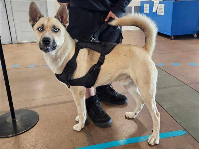 Shelter Stray Male Dog last seen , 14409 Vanowen St, Van Nuys, CA 91405, USA