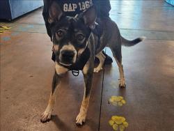 Shelter Stray Male Dog last seen , 14409 Vanowen St, Van Nuys, CA 91405, USA