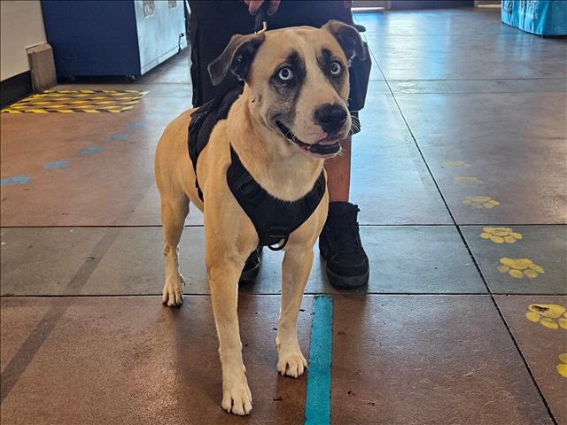 Shelter Stray Male Dog last seen , 14409 Vanowen St, Van Nuys, CA 91405, USA
