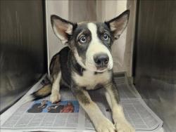 Shelter Stray Male Dog last seen , 14409 Vanowen St, Van Nuys, CA 91405, USA