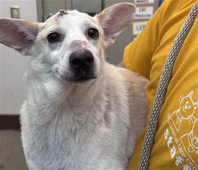 Shelter Stray Male Dog last seen , 4000 N Silverbell Rd, Tucson, AZ 85745, USA