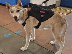 Shelter Stray Female Dog last seen , 14409 Vanowen St, Van Nuys, CA 91405, USA