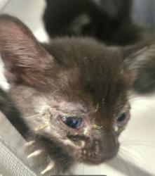 Shelter Stray Female Cat last seen UNKNOWN BAKERSFIELD, 201 S Mt Vernon Ave, Bakersfield, CA 93307, USA