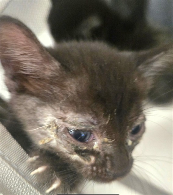 Shelter Stray Female Cat last seen UNKNOWN BAKERSFIELD, 201 S Mt Vernon Ave, Bakersfield, CA 93307, USA