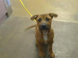 Shelter Stray Male Dog last seen SPERRY DR/CASTILLIAN CT, 95621, 3839 Bradshaw Rd, Sacramento, CA 95827, USA
