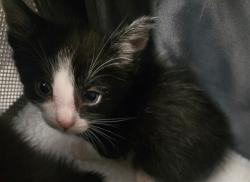 Shelter Stray Male Cat last seen UMNKNOWN BAKERSFIELD, 201 S Mt Vernon Ave, Bakersfield, CA 93307, USA