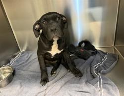 Shelter Stray Male Dog last seen Near BLOCK AVENIDA SAN DIEGO SANTA FE NM 87507, 100 Caja Del Rio Rd, Santa Fe, NM 87507, USA