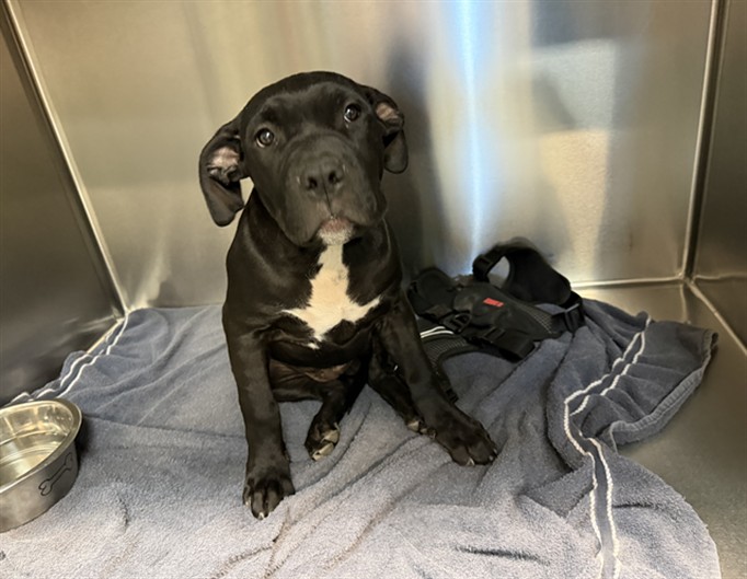 Shelter Stray Male Dog last seen Near BLOCK AVENIDA SAN DIEGO SANTA FE NM 87507, 100 Caja Del Rio Rd, Santa Fe, NM 87507, USA