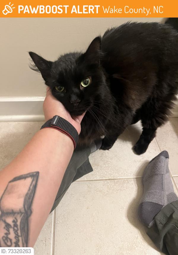 Surrendered Unknown Cat last seen Lake Crabtree County Park, Wake County, NC 27560