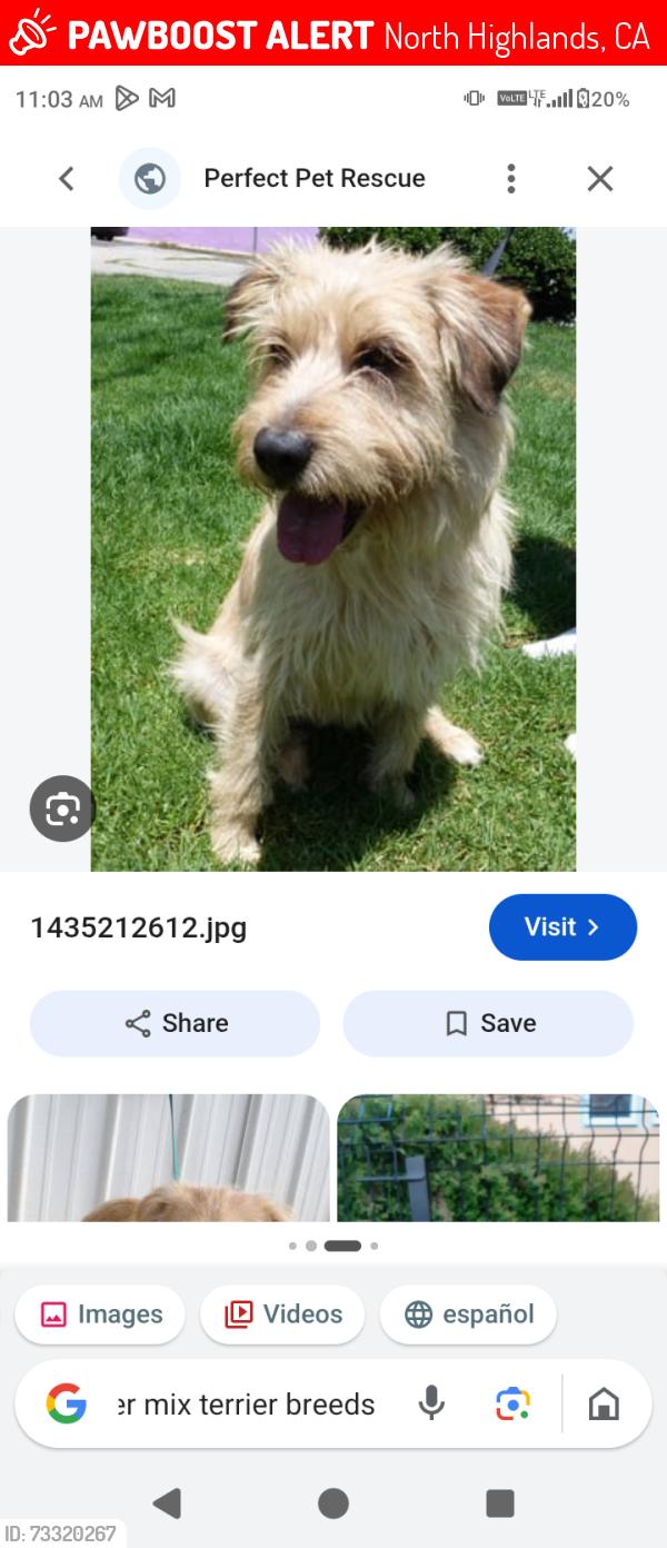 Lost Female Dog last seen Watt ave, North Highlands, CA 95660