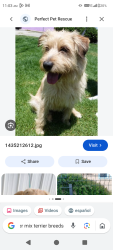 Lost Female Dog last seen Watt ave, North Highlands, CA 95660