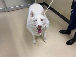 Shelter Stray Female Dog last seen 107TH/W CAPITAL DR, 3839 W Burnham St, West Milwaukee, WI 53215, USA