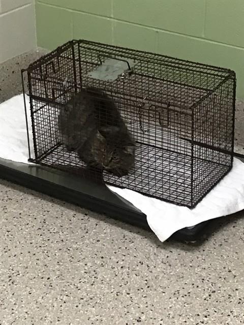 Shelter Stray Male Cat last seen Near BLOCK E 88TH AVE, 12155 Park Blvd, Brighton, CO 80601, USA