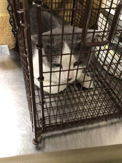 Shelter Stray Unknown Cat last seen Near BLOCK E 88TH AVE, 12155 Park Blvd, Brighton, CO 80601, USA