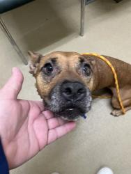 Shelter Stray Female Dog last seen PICHON RD, 31078 LA-36, Lacombe, LA 70445, USA