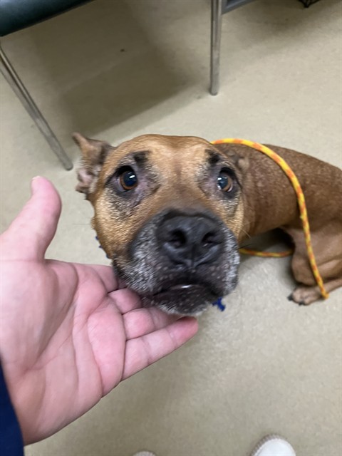 Shelter Stray Female Dog last seen PICHON RD, 31078 LA-36, Lacombe, LA 70445, USA