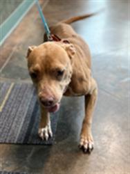 Shelter Stray Male Dog last seen OAKLAWN ST, 31078 LA-36, Lacombe, LA 70445, USA