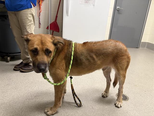 Shelter Stray Male Dog last seen DYER LANE, 11232 B Ave, Auburn, CA 95603, USA