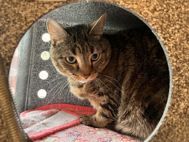 Shelter Stray Unknown Cat last seen Near BLOCK SHADOWGLEN DR, COLORADO SPRINGS CO 80918, 610 Abbot Ln, Colorado Springs, CO 80905, USA