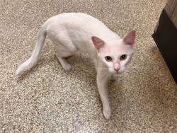 Shelter Stray Male Cat last seen Near BLOCK JUST CAUSE DR, FORT CARSON CO, 610 Abbot Ln, Colorado Springs, CO 80905, USA