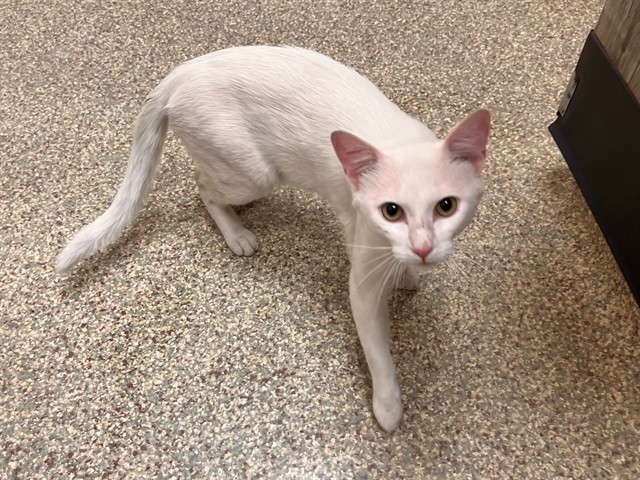 Shelter Stray Male Cat last seen Near BLOCK JUST CAUSE DR, FORT CARSON CO, 610 Abbot Ln, Colorado Springs, CO 80905, USA