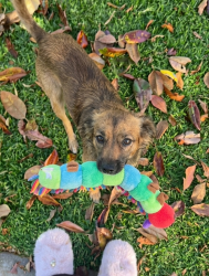 Reunited Male Dog last seen Oakwood drive east palo alto 94303, East Palo Alto, CA 94303