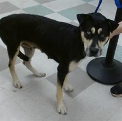 Shelter Stray Female Dog last seen Near BLOCK W RENO, 2811 SE 29th St, Oklahoma City, OK 73129, USA
