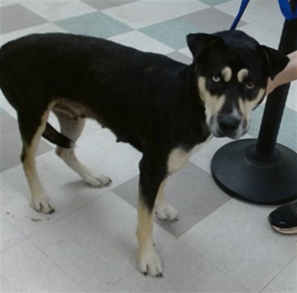 Shelter Stray Female Dog last seen Near BLOCK W RENO, 2811 SE 29th St, Oklahoma City, OK 73129, USA