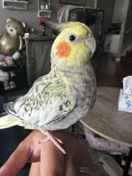 Reunited Female Bird last seen neighborhood of 121st and Lawndale, Alsip, IL 60803