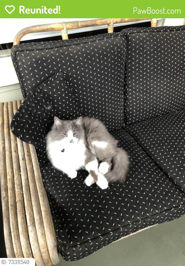 Reunited Male Cat last seen Thompson rd., Blyn, WA 98382