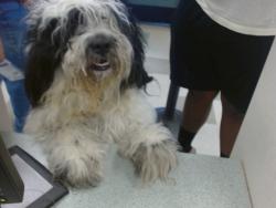 Shelter Stray Male Dog last seen SW 57TH ST AND SUNNY LN, 2811 SE 29th St, Oklahoma City, OK 73129, USA