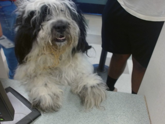 Shelter Stray Male Dog last seen SW 57TH ST AND SUNNY LN, 2811 SE 29th St, Oklahoma City, OK 73129, USA