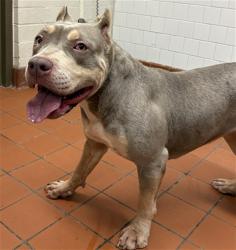 Shelter Stray Female Dog last seen , 600 Aviation Dr, Camarillo, CA 93010, USA