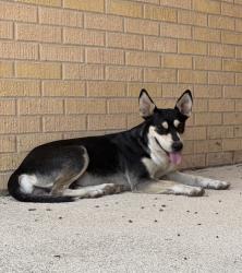 Lost Female Dog last seen Wilson way, San Antonio, TX 78234