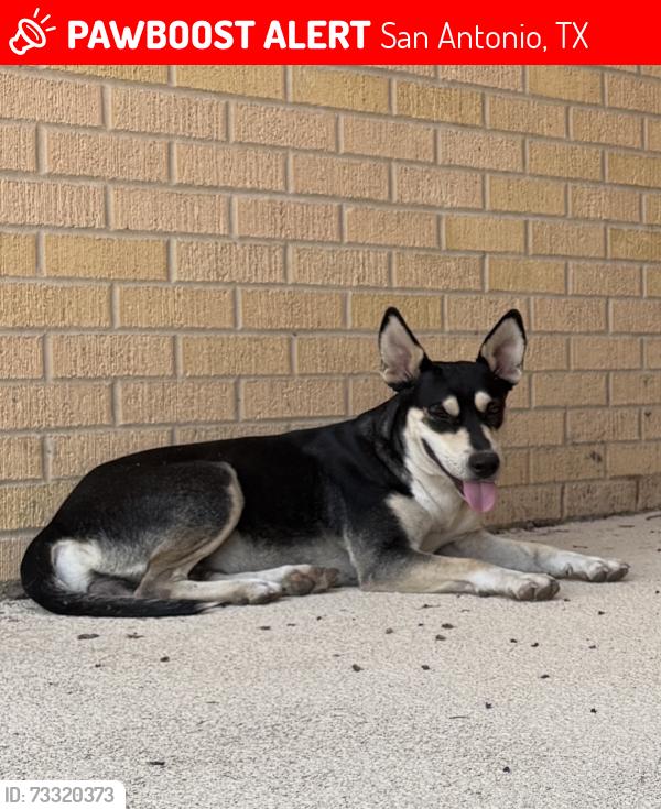 Lost Female Dog last seen Wilson way, San Antonio, TX 78234