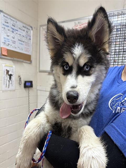 Shelter Stray Male Dog last seen , 600 Aviation Dr, Camarillo, CA 93010, USA
