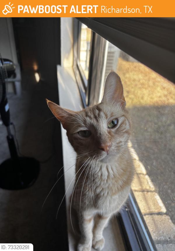 Found/Stray Female Cat last seen Near N Plano Rd Unit 4000 Richardson, TX 75082 United States, Richardson, TX 75082
